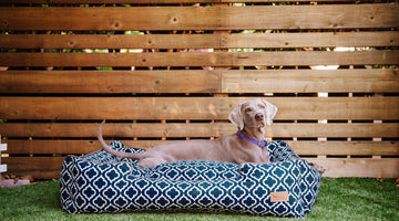 Guide to Cleaning Dog Beds
