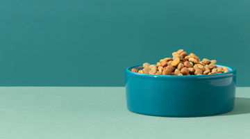 6 Mistakes to Avoid When Storing Dog Food
