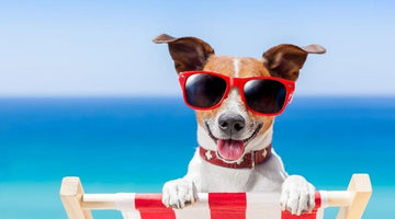 8 Places to Visit with Your Dog During the Dog Days of Summer
