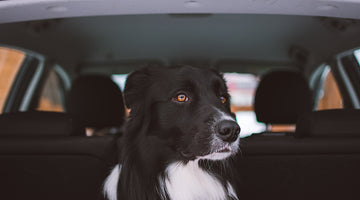 Tips To Safely Traveling With Your Pet