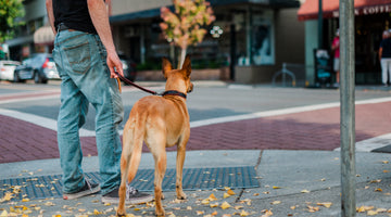 How Daily Dog Walks Boost Your Well-Being and Happiness