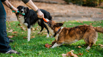 6 Ways To Plan A Dog Play Date: Bring In The Love They Crave For!