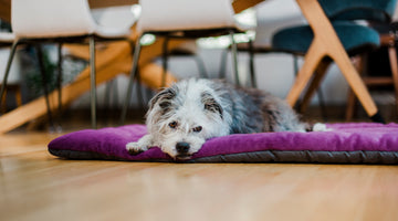 Feeling the Stress of Isolation? So are Shelter Pets