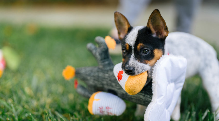 How to get rid of dog poop smell - 5 easy methods