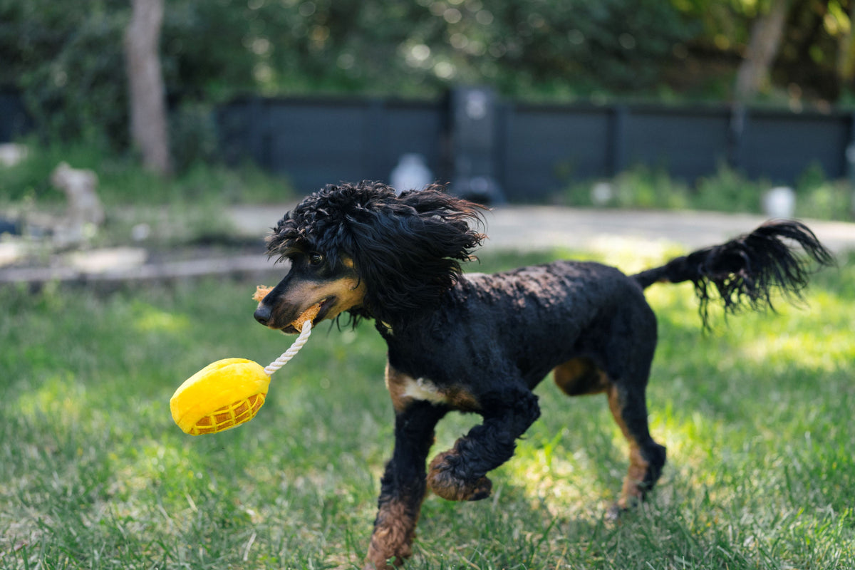 How to Install a Dog Door Tips & Tricks for a Secure Pet Door P.L.A.Y.