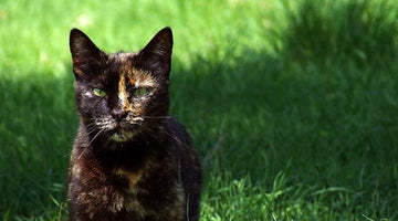 What You Need to Know About Tortoiseshell Cats