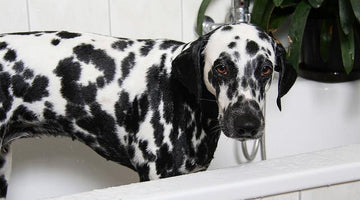 How to Train Your Dog to Love Baths