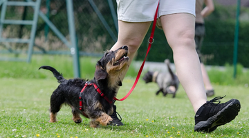 Dog Training Basics: The Beginner’s Guide To Training Your Dog