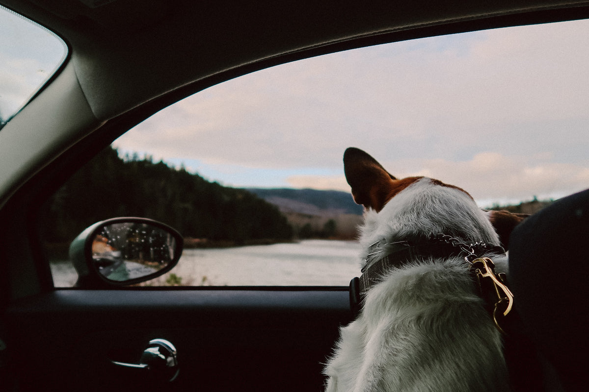 5 Smart Ways to Ease Travel Anxiety in Dogs P.L.A.Y.