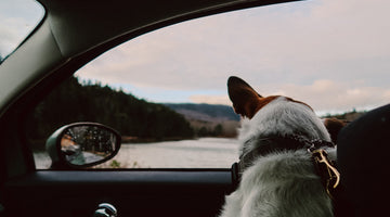 5 Smart Ways to Ease Travel Anxiety in Dogs