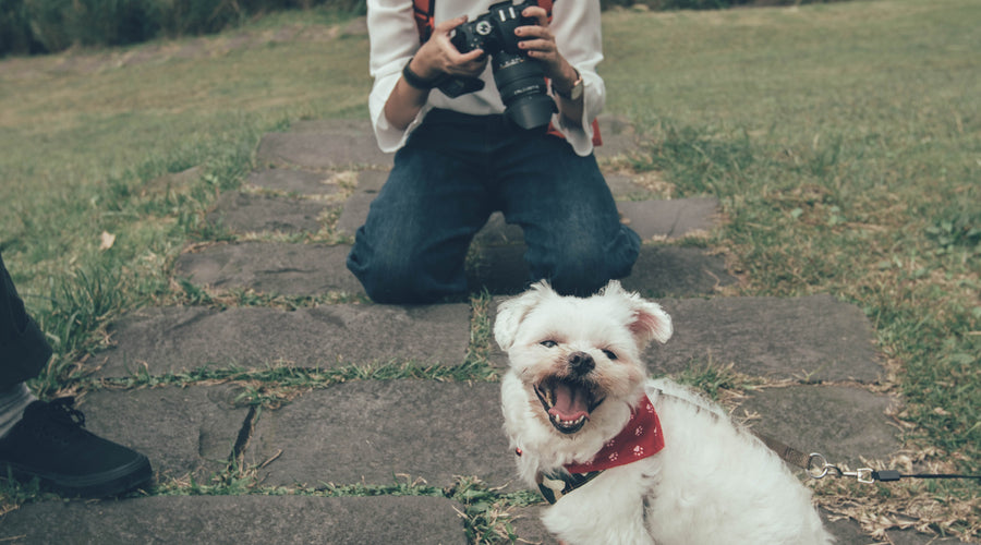 8 Dog Photography Tips for Better Pet Portraits
