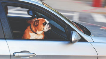 7 Tips For Enjoying A Road Trip With Your Dog