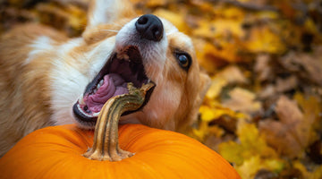 Happy Howl-o-ween: the Surprising Benefits of Pumpkin for Your Dog