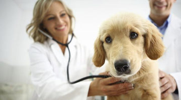 What is the Value of Pet Insurance?