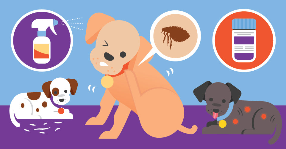 What’s the Best Flea Treatment for Puppies? P.L.A.Y.