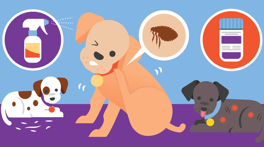 What’s the Best Flea Treatment for Puppies?