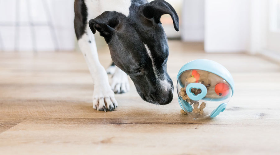 How to Live in a Small Space with Your Dog