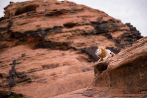 P.L.A.Y. Big Five of Africa Collection - Lion Toy perched up the side of the red rocks overlooking the land