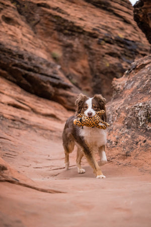 P.L.A.Y. Big Five of Africa Collection - Leopard Toy in mouth of a brown and white aussie running through the tall red rocks of Utah