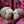 Load image into Gallery viewer, Feline Frenzy Forest Friends Collection - Mama and Chip Hedgehog Toy Set - nose-to-nose in plaid blanket
