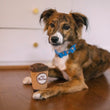 Load image into Gallery viewer, P.L.A.Y.&#39;s Pup Cup Cafe Collection - Doggo&#39;s Java Toy sitting between a little brown dog&#39;s paws in the kitchen
