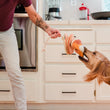 Load image into Gallery viewer, IHOP x P.L.A.Y. Pancake Pup Stack - brown dog playing tug with the pancakes with its human in kitchen
