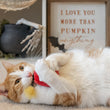 Load image into Gallery viewer, P.L.A.Y. Feline Frenzy Killer Cat Kitty-Boom Toy Set - TNT toy being grasp by a ginger cat in paws while laying on back and nibbling on fuse
