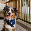 Load image into Gallery viewer, The Rockstar Bandana by P.L.A.Y. - on pretty shaggy dog smiling at camera on deck
