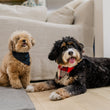 Load image into Gallery viewer, The Adventurer Bandana by P.L.A.Y. - two dogs wearing the bandanas in front of a couch
