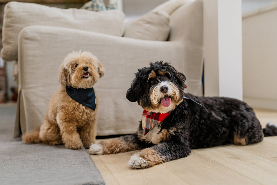 The Adventurer Bandana by P.L.A.Y. - two dogs wearing the bandanas in front of a couch