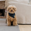 Load image into Gallery viewer, The Adventurer Bandana by P.L.A.Y. - denim with dark stars on fluffy little in living room
