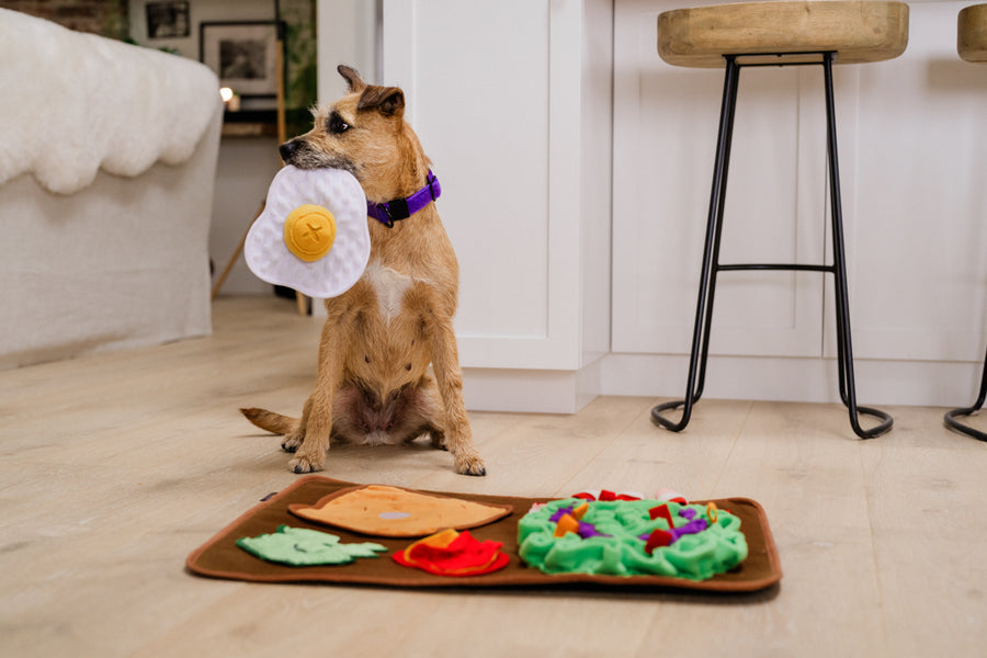 P.L.A.Y. Savory Sunrise Snuffle Mat - scruffy dog holding the egg in its mouth looking over to human with mat on the floor