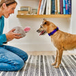 Load image into Gallery viewer, P.L.A.Y.&#39;s Forest Friends Collection - Baxter the Bunny Toy in dog mom&#39;s hands presenting to pup with smile on her face and dog&#39;s tongue out ready to play

