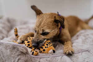 P.L.A.Y. Big Five of Africa Collection - Leopard Toy in dog's mouth laying on a fluffy dog bed