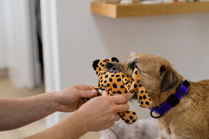 P.L.A.Y. Big Five of Africa Collection - Leopard Toy in dog's mouth with human holding onto limbs