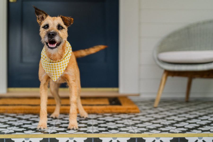 The Visionary Bandana by P.L.A.Y. - Dog wearing yellow checked bandana on shaggy dog in front of porch