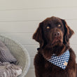 Load image into Gallery viewer, The Trendsetter Bandana by P.L.A.Y. - on beautiful large fluffy brown dog looking at the camera next to chair
