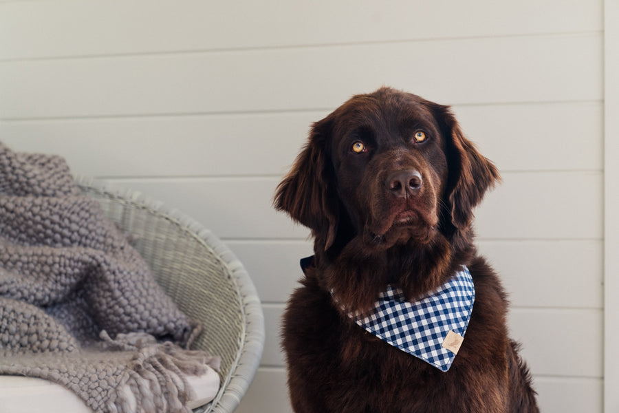 The Trendsetter Bandana by P.L.A.Y. - on beautiful large fluffy brown dog looking at the camera next to chair