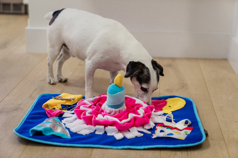 P.L.A.Y. Woof-day Celebration Snuffle Mat - little white dog sniffing mat