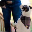 Load image into Gallery viewer, The Entertainer Bandana by P.L.A.Y. - plaid print on white dog sitting pretty looking away from camera at human outdoors
