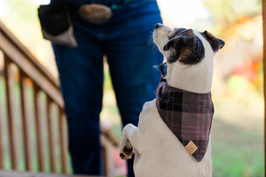 The Entertainer Bandana by P.L.A.Y. - plaid print on white dog sitting pretty looking away from camera at human outdoors