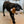 Load image into Gallery viewer, P.L.A.Y. Big Five of Africa Collection - Lion Toy in mouth of black lab coming toward  camera to play

