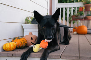 P.L.A.Y. Howling Haunts Collection - Canine Corn Toy with beautiful black dog chewing on it while laying on the porch