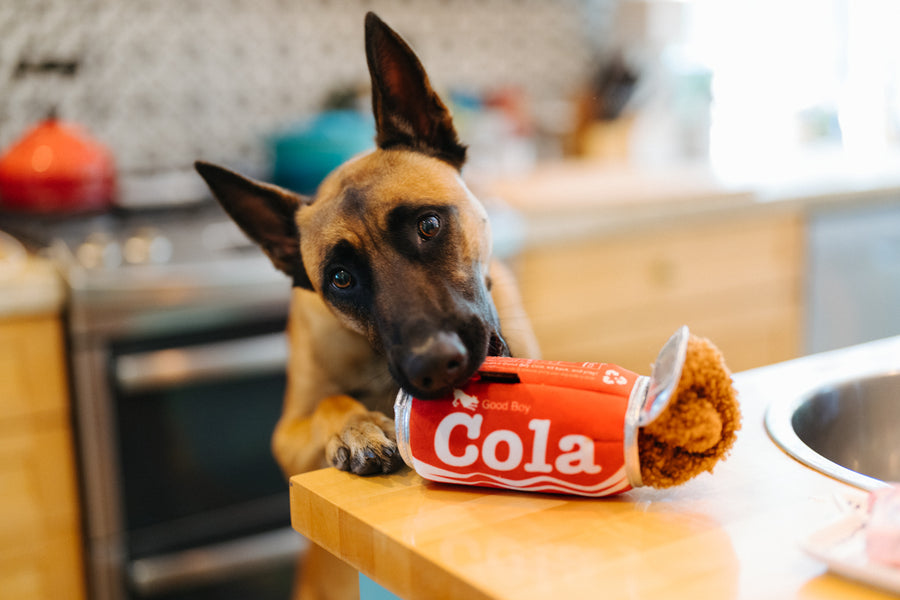 P.L.A.Y. Snack Attack Collection - Good Boy Cola Toy dog biting the bottom of the can on kitchen island