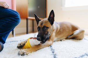 P.L.A.Y. Snack Attack Collection - Swirls n' Slobbers Soft Serve Toy big dog chomping down on tip of ice cream while holding cone with paw on a white rug