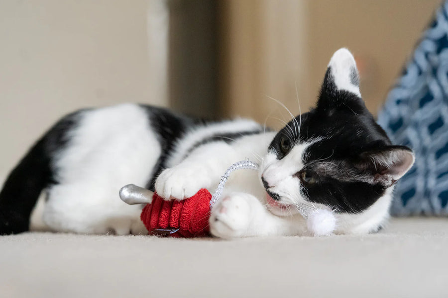 P.L.A.Y. Feline Frenzy Twice As Mice Toy Set - black and white cat laying down nibbling on the crunchy tail of the red mouse toy