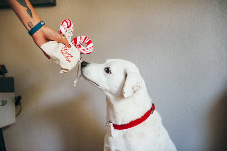 Holiday Classic Collection by P.L.A.Y. - Cheerful Candy Canes Toy being handed to white lab by human