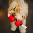 Load image into Gallery viewer, P.L.A.Y. Puppy Love Collection - Fur-ever Hearts Toy in mouth of sweet Golden Doodle&#39;s mouth looking up at camera
