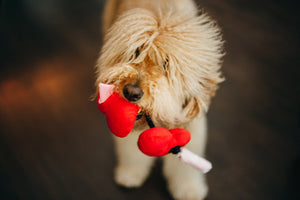 P.L.A.Y. Puppy Love Collection - Fur-ever Hearts Toy in mouth of sweet Golden Doodle's mouth looking up at camera