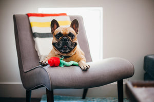 P.L.A.Y. Puppy Love Collection - Rover's Roses Toy - red single rose on a chair with a smiling Frenchie